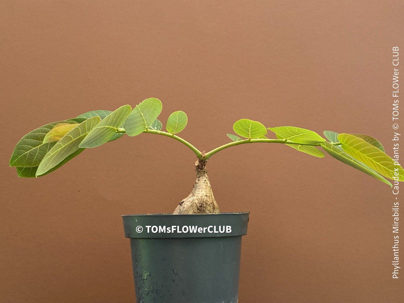 Piante & sementi: Phyllanthus Mirabilis - einzigartige "Buddha Belly Plant" – Nuovo e nell'imballaggio originale da Adliswil venduto da astom369 9