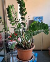 Zamioculcas Pflanze grün im Tontopf guter Zustand