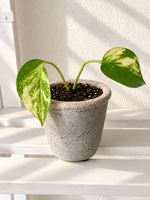 🌿 Efeutute – panaschierte Zimmerpflanze im dekorativen Topf