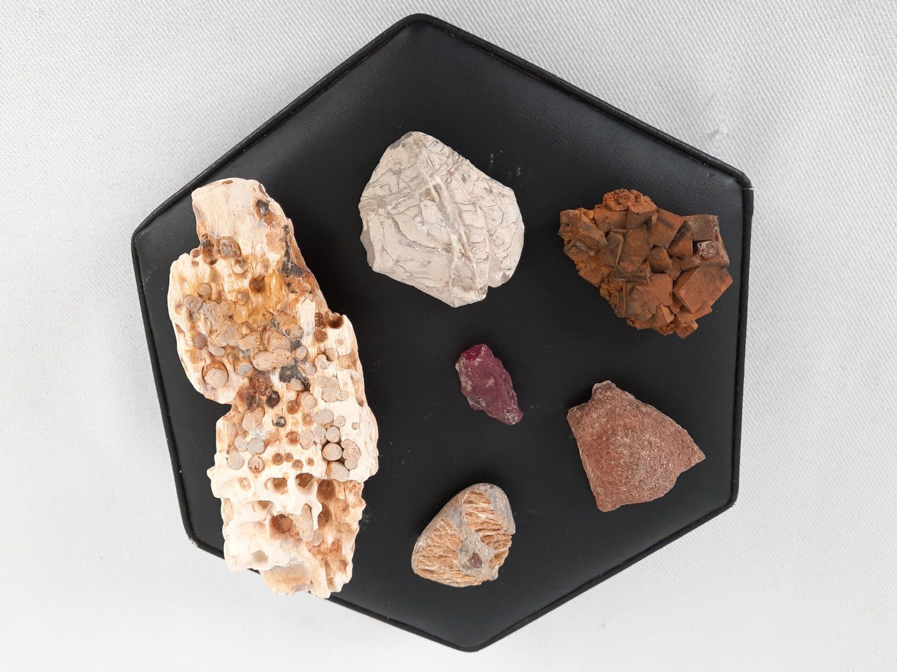 Fossili: Div. Versteinerungen – Usato da Beinwil am See venduto da Restwert_Beinwil 2
