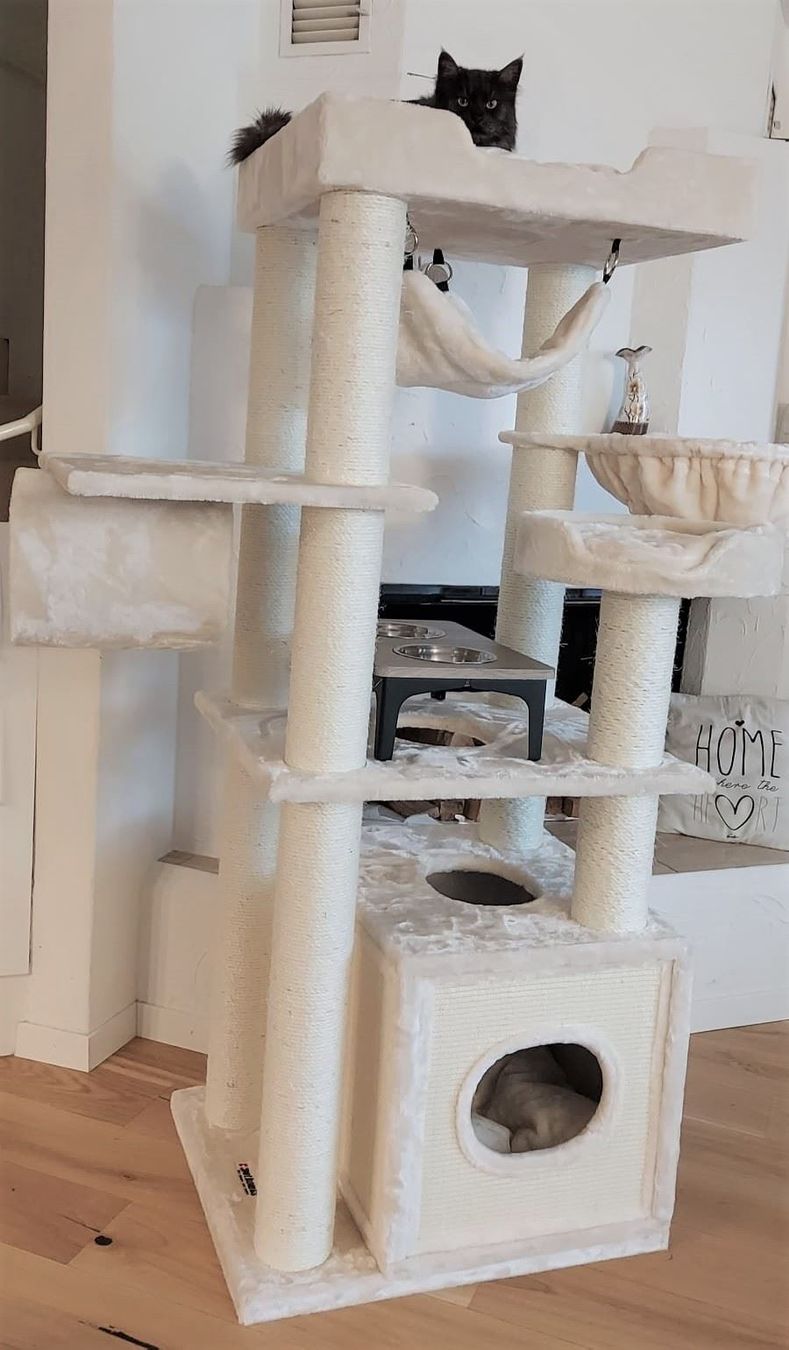 Tiragraffi: PREMIUM KATZENBAUM Kratzbaum massiv+neu – Nuovo e nell'imballaggio originale da Eschenbach LU venduto da PETHOMES_AG