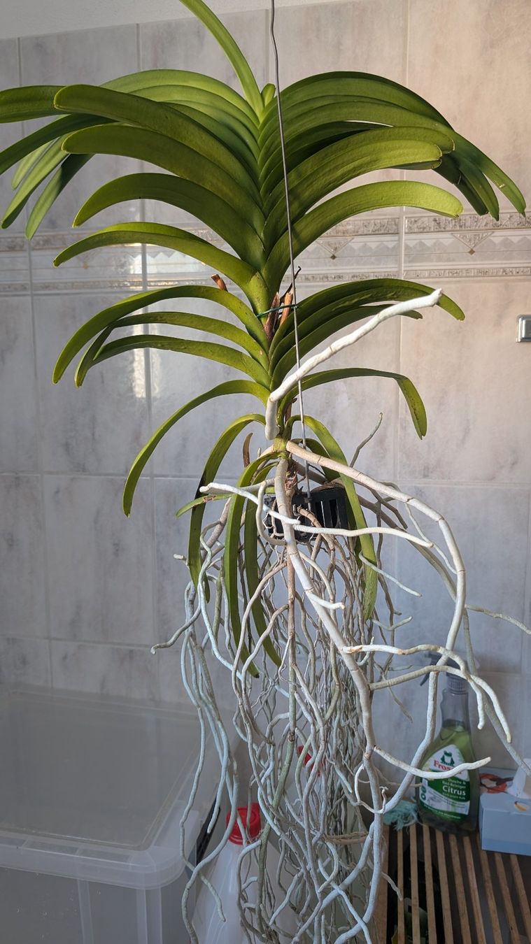 Piante & sementi: Grosse Vanda mit violetten Blüten – Usato da Untervaz venduto da Lyraia 3