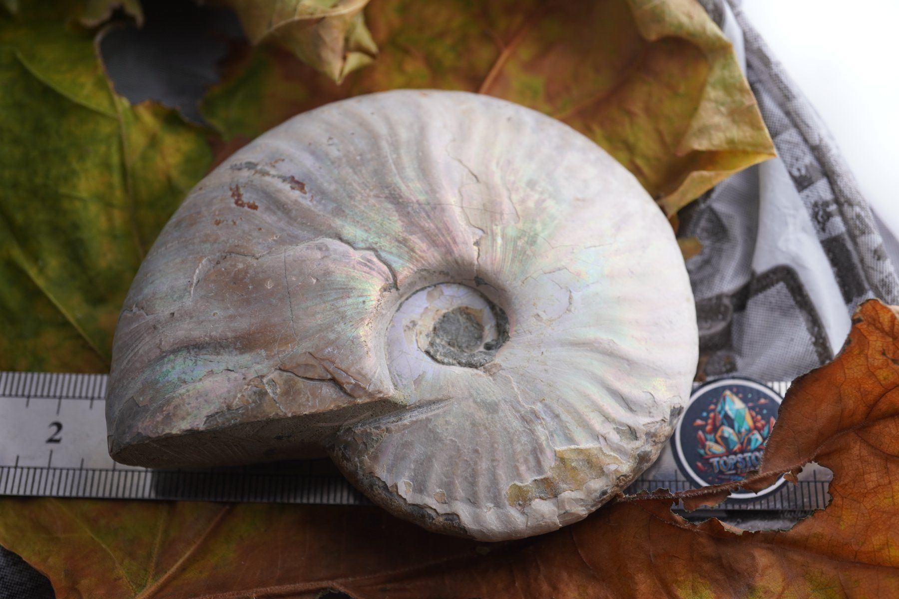 Mineralien & Heilsteine: Ammonit  Opalisiert   Wunderschön  ca  90mm – Neu und originalverpackt aus Eschenbach SG von topstone 7
