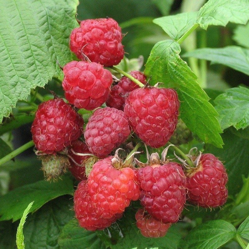 Pflanzen & Samen: Framboisier 'Héritage'  15-20cm 2 PLANTS – Neu (gemäss Beschreibung) aus Bremblens von FIBONACCI369 1