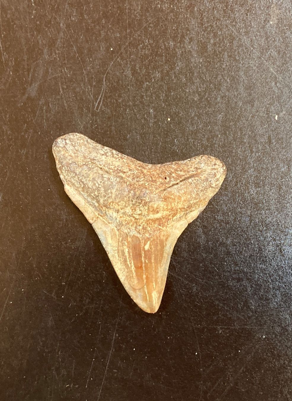 Fossiles: Haifischzahn -  Fossil – D'occasion à zürich par papalapa