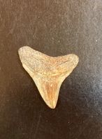 Haifischzahn -  Fossil