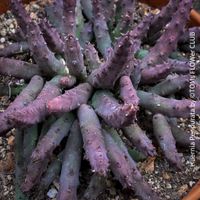 Huernia Pendurata - burgundy Sukkulenten-Schönheit