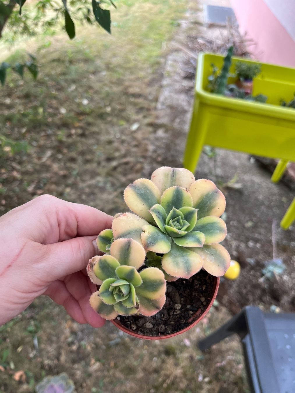 Pflanzen & Samen: Aeonium florence plante succulente cactus – Gebraucht aus Porrentruy von Madamebovary 2