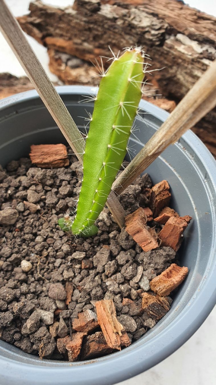 Drachenfrucht Setzling (Pitahaya oder Pitaya) Selenicereus (Neu (gemss  Beschreibung)) in Zrich fr CHF 10  nur Abholung auf Ricardo kaufen