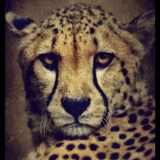 Profile image of gepard007