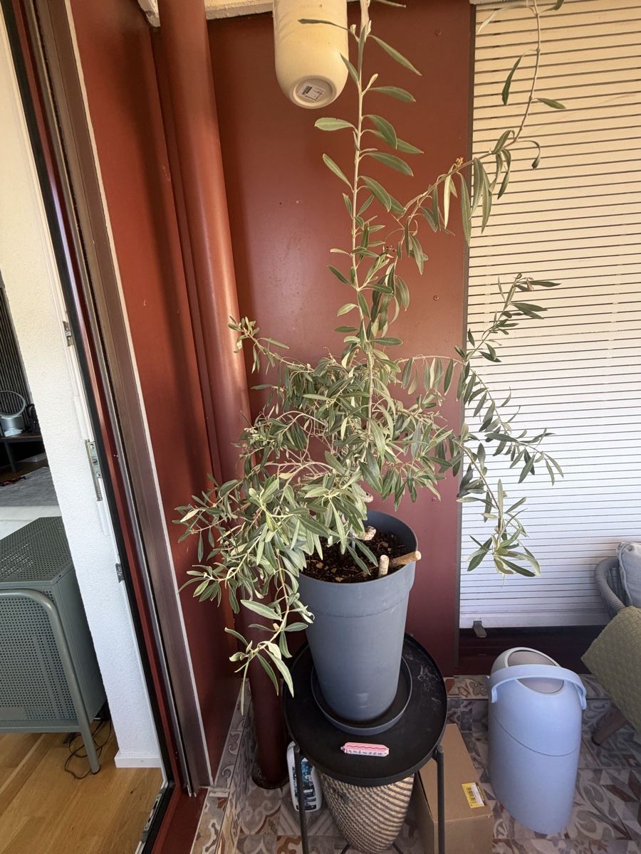 Piante & sementi: Olive tree spiral trunk in grey pot good condition – Usato da Reinach BL venduto da K.zh.A