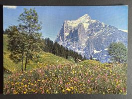 Grindelwald - Wetterhorn