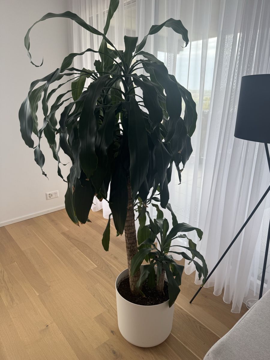 Piante & sementi: Zimmerpflanze Gross – Usato da Arlesheim venduto da che_9sml 1