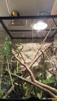 2 Jungferngecko inkl terrarium