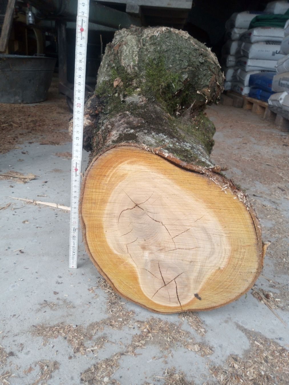Holzartikel: Kirschstamm mit Beule – Gebraucht aus Wagen von marktina 4