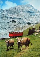 PILATUS BAHN Eselwand - Kühe