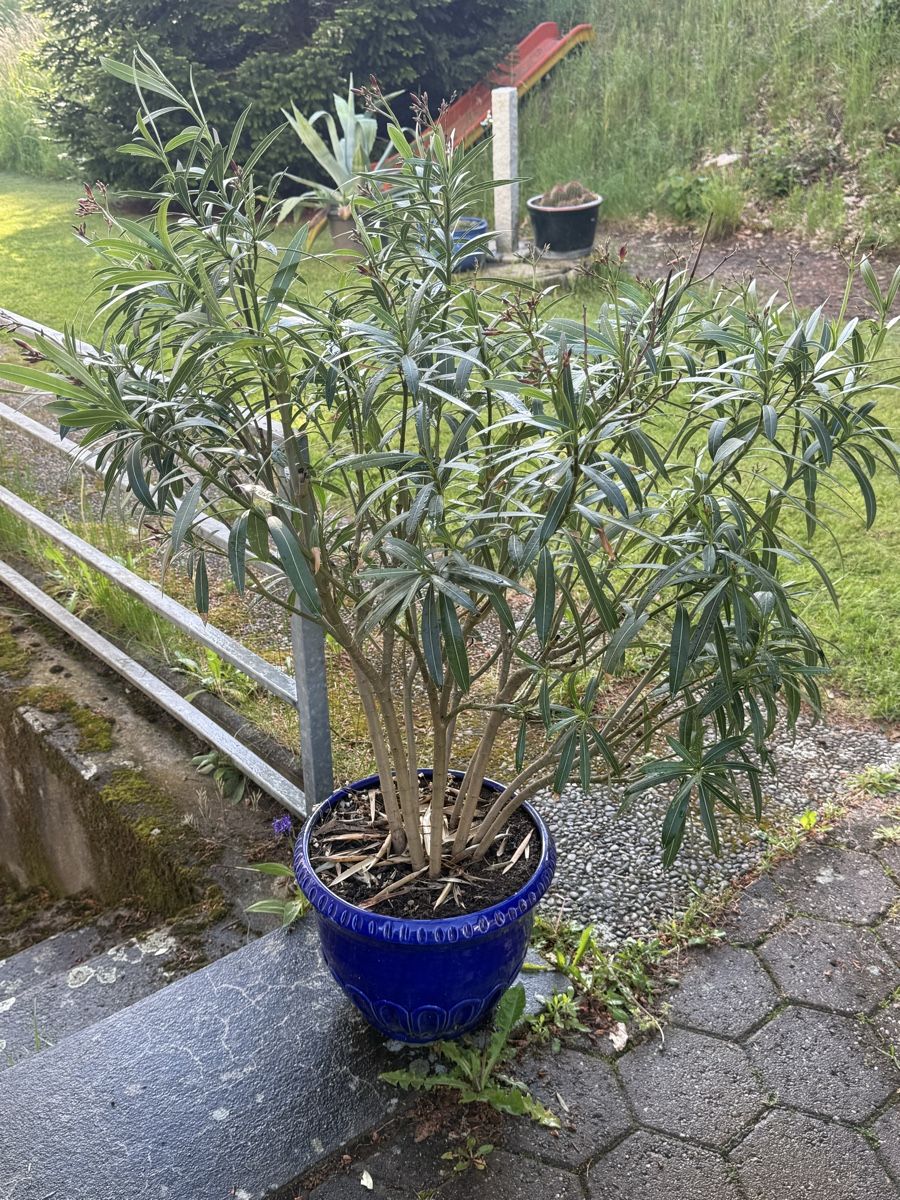 Piante & sementi: Oleander im Topf zu verkaufen – Usato da Ueberstorf venduto da PMMaser