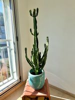 Kaktus in blauem Keramiktopf gross