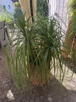 Elefantenfuß (Beaucarnea recurvata) Grosse Pflanze 