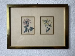 Verbena Aubletia & Biscutella – handkolorierte Kupferstiche