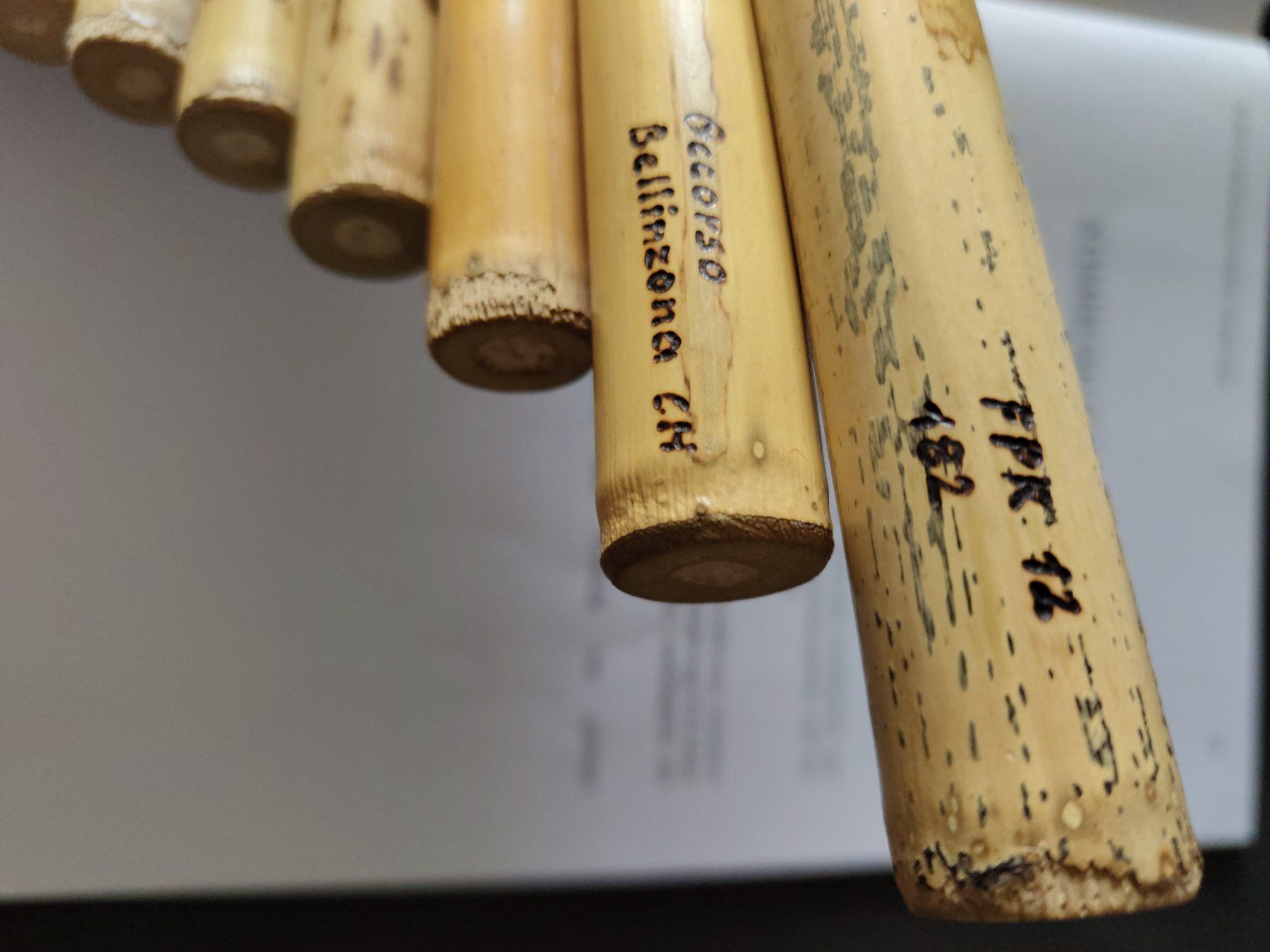 Strumenti musicali: Panflöte inkl. Koffer – Usato da Langrickenbach venduto da silenaan 6