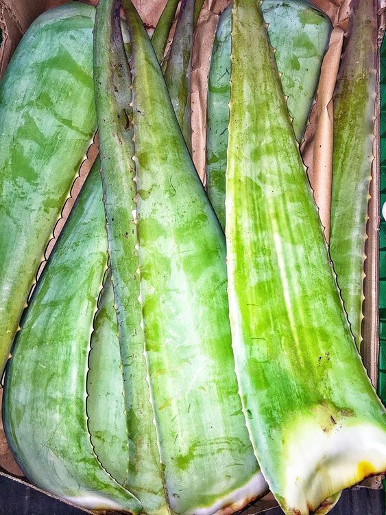 okf aloe vera king mango OKF Aloevera Mango – Island Affairs main image 1