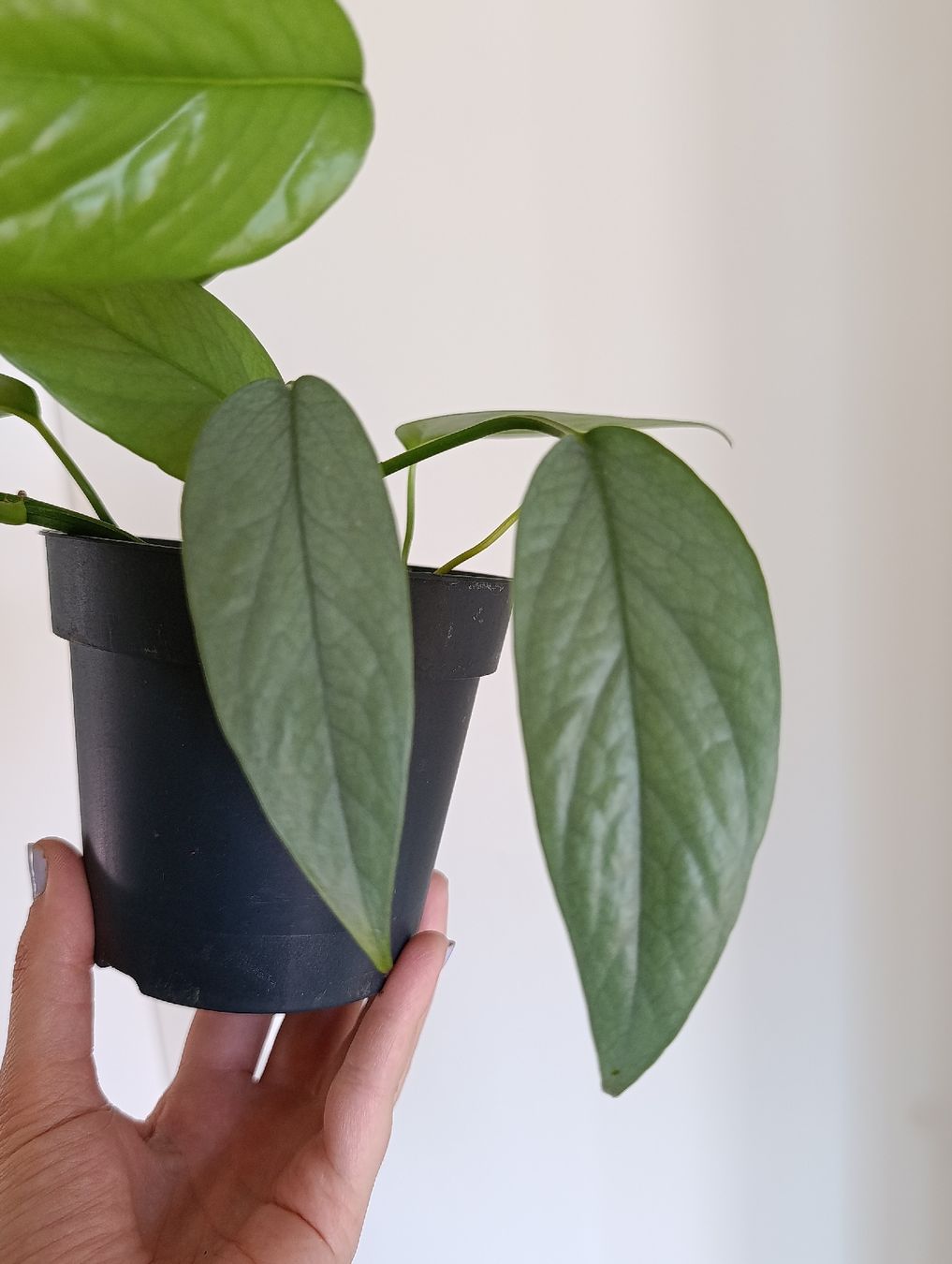 Plantes & graines: Epipremnum Cebu Blue – Neuf (Voir description) à Baar par L.isa28 4