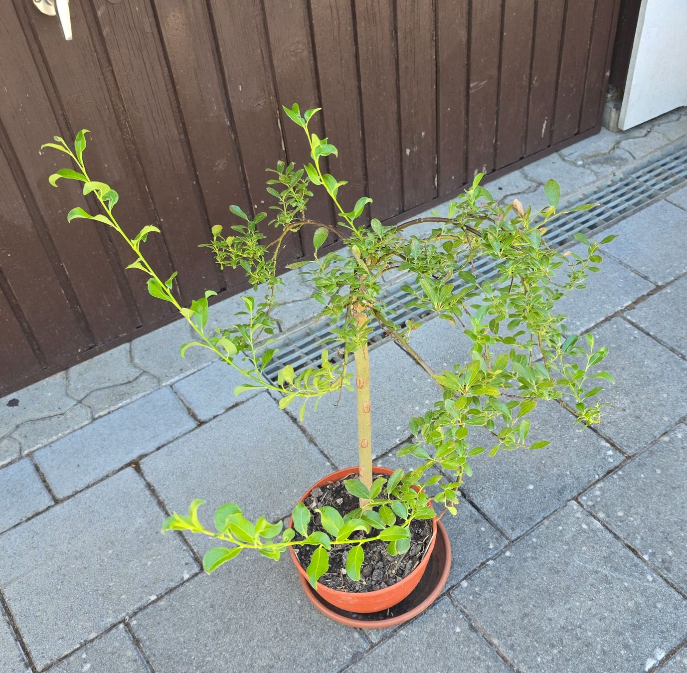 Piante & sementi: Zwerg-Weide (Salix arbuscula) – Usato da Aarburg venduto da popkorn65 4