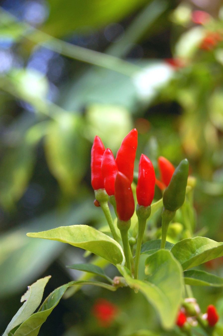 Piante & sementi: Chili Hot Peppers – Nuovo e nell'imballaggio originale da Mels venduto da Biobrocker