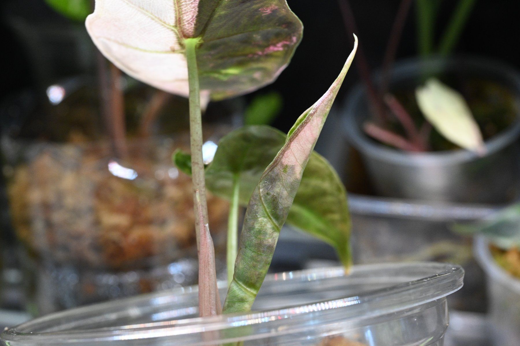 Piante & sementi: Alocasia Amazonica Pink – Usato da Crissier venduto da sleepingmouse 6
