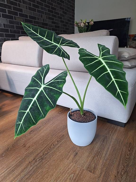 Pflanzen & Samen: Alocasia – Neu und originalverpackt aus Winterthur von fam_hx