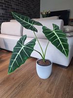 Alocasia