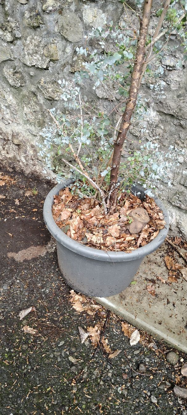 Piante & sementi: Eukalyptusbaum inkl. Plastiktopf – Usato da St.Gallenkappel venduto da lalique 2
