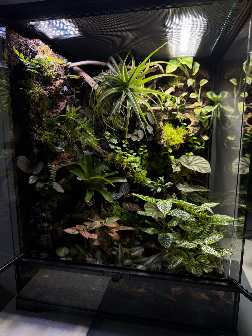 Terrariums: Natural bioactiv terrarium – D'occasion à Schüpfen par 666_mx9v 5