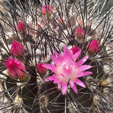 Profile image of Cactus_jura