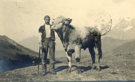 Adelboden  BE   -  Kuhhirt mit Stier (Muni)    um  1920