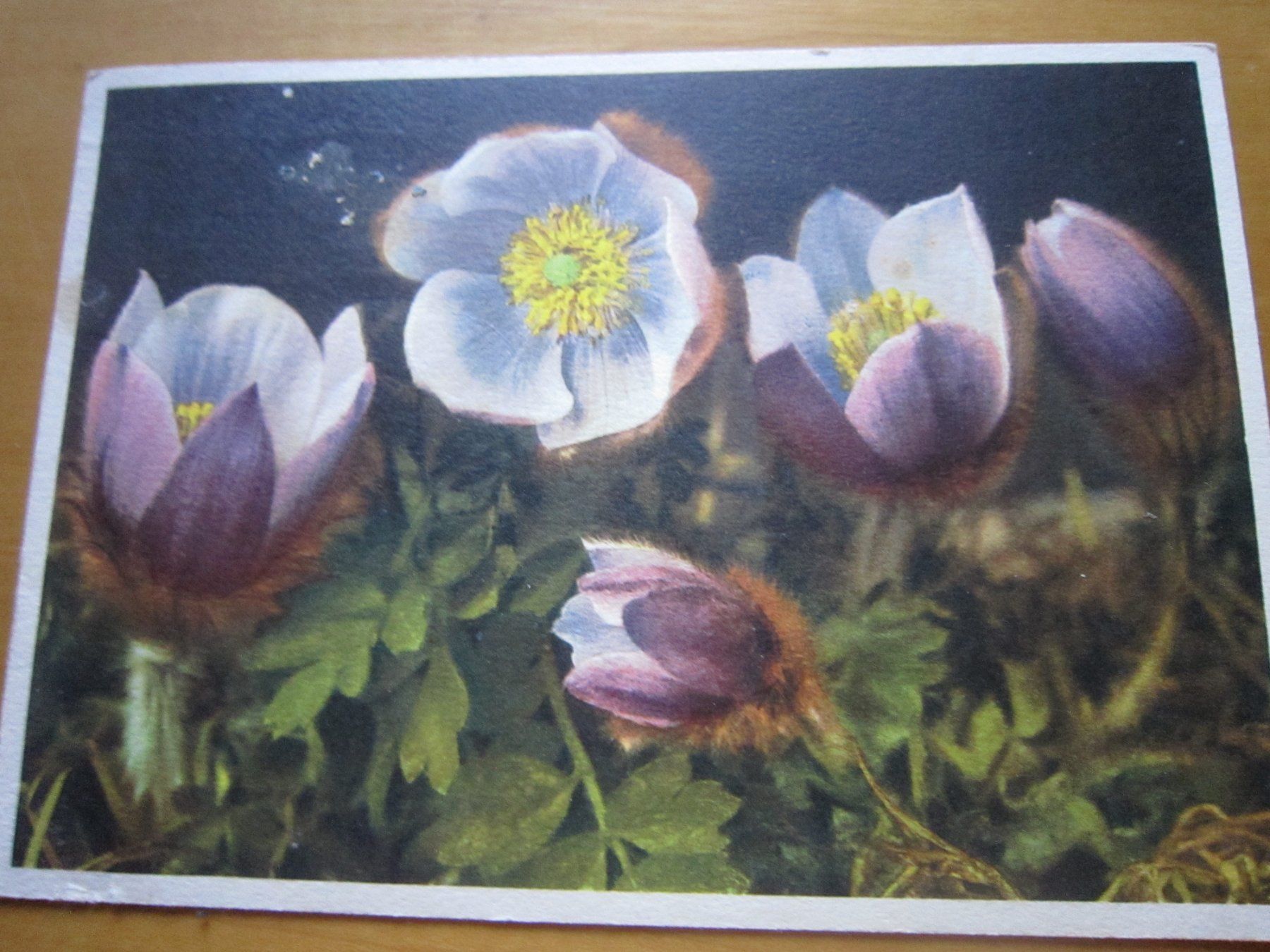 Ansichtskarten: No2 Postkarten Anemonen ab 1934 – Gebraucht aus Gordola von Polentaefung 1