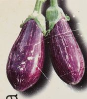 Aubergine Bio Samen 2026 frisch Pflanzen Blumen