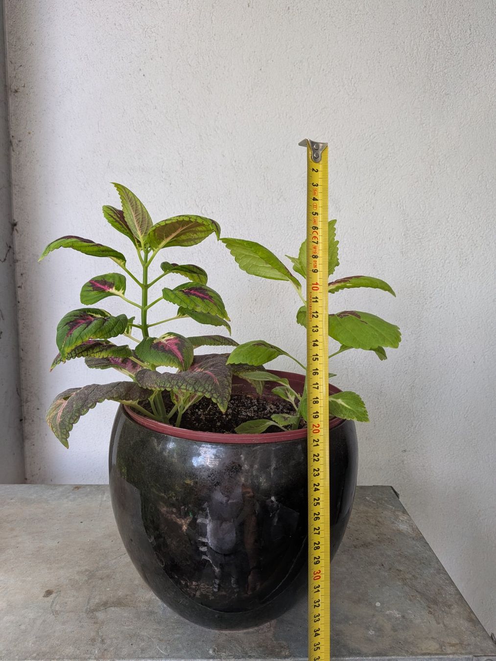 Plantes & graines: Buntnessel – D'occasion à Bern par Hydrom 2