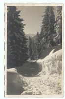 AROSA Waldweg nach Maran
