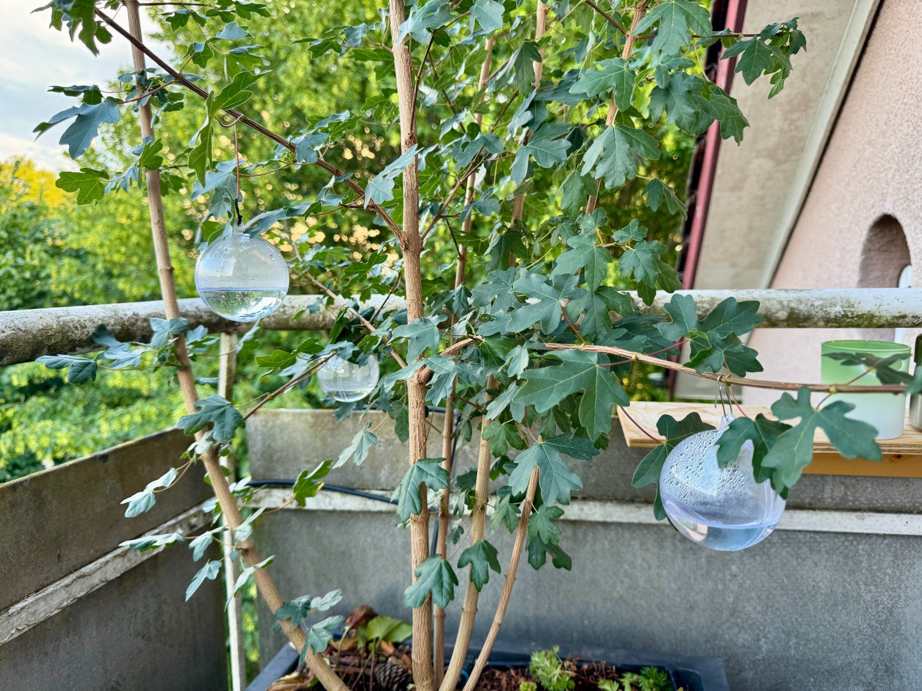 Tutte le decorazioni: 3 befüllbare Plastikkugeln – Usato da Schlieren venduto da Edgar_k 1