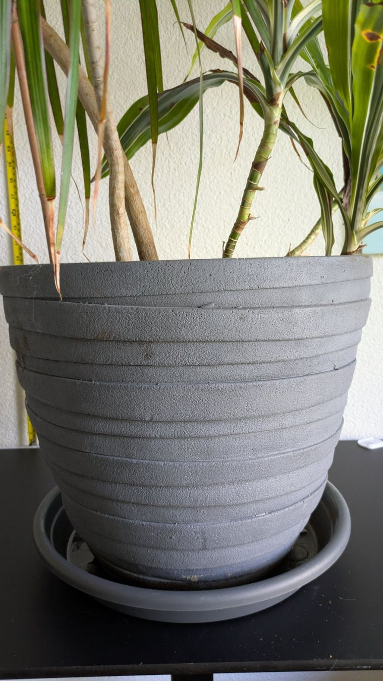 Piante & sementi: Grosser Drachenbaum Dracaena mit grauem Topf – Usato da Bremgarten b. Bern venduto da oll_8gnq 3