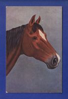 CHEVAL / PFERD