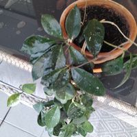 Hoya 'Carnosa' Pflanze mit weissen Sprenkeln