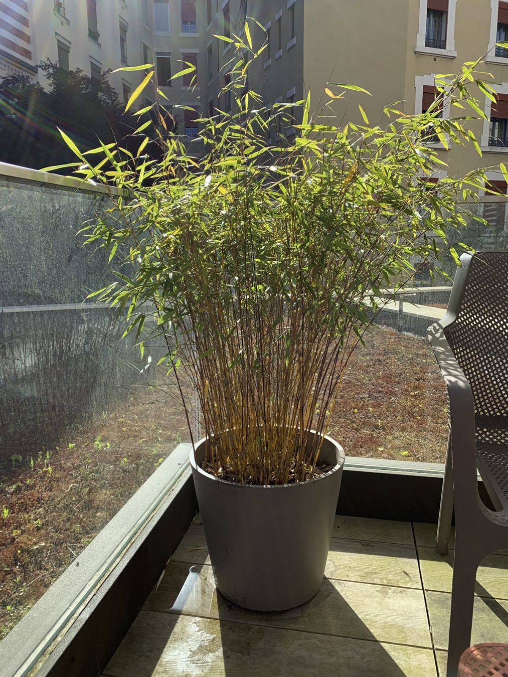 Piante & sementi: 2 bambous en pot – Usato da Genève venduto da Ananas03 1