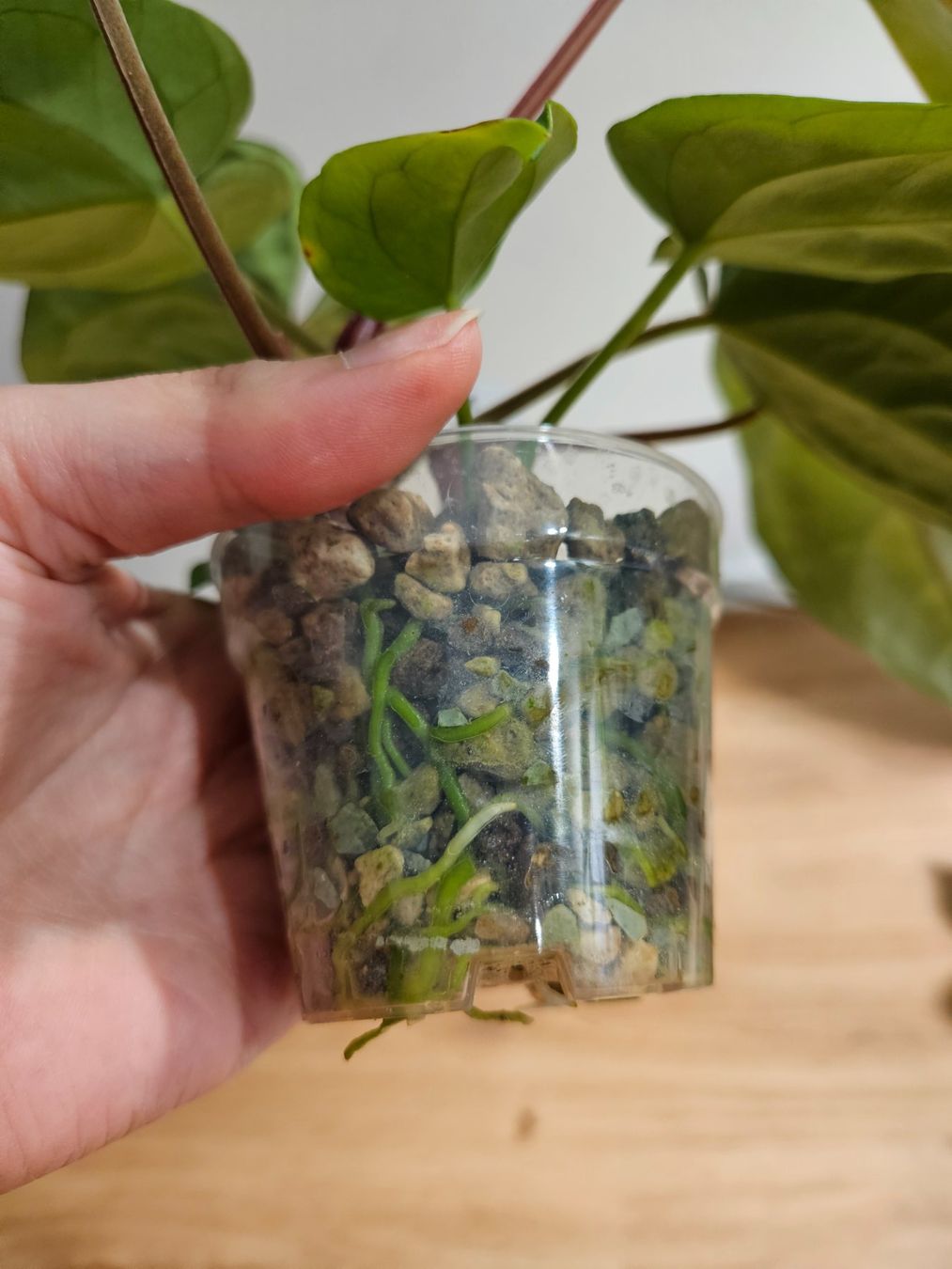 Piante & sementi: Anthurium Karma Crystal x Luxurians – Usato da Buttikon SZ venduto da Jagoda87 4