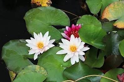 Piante & sementi: Seerose – Usato da Blumenstein venduto da olk_r5kh