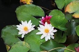 Seerose