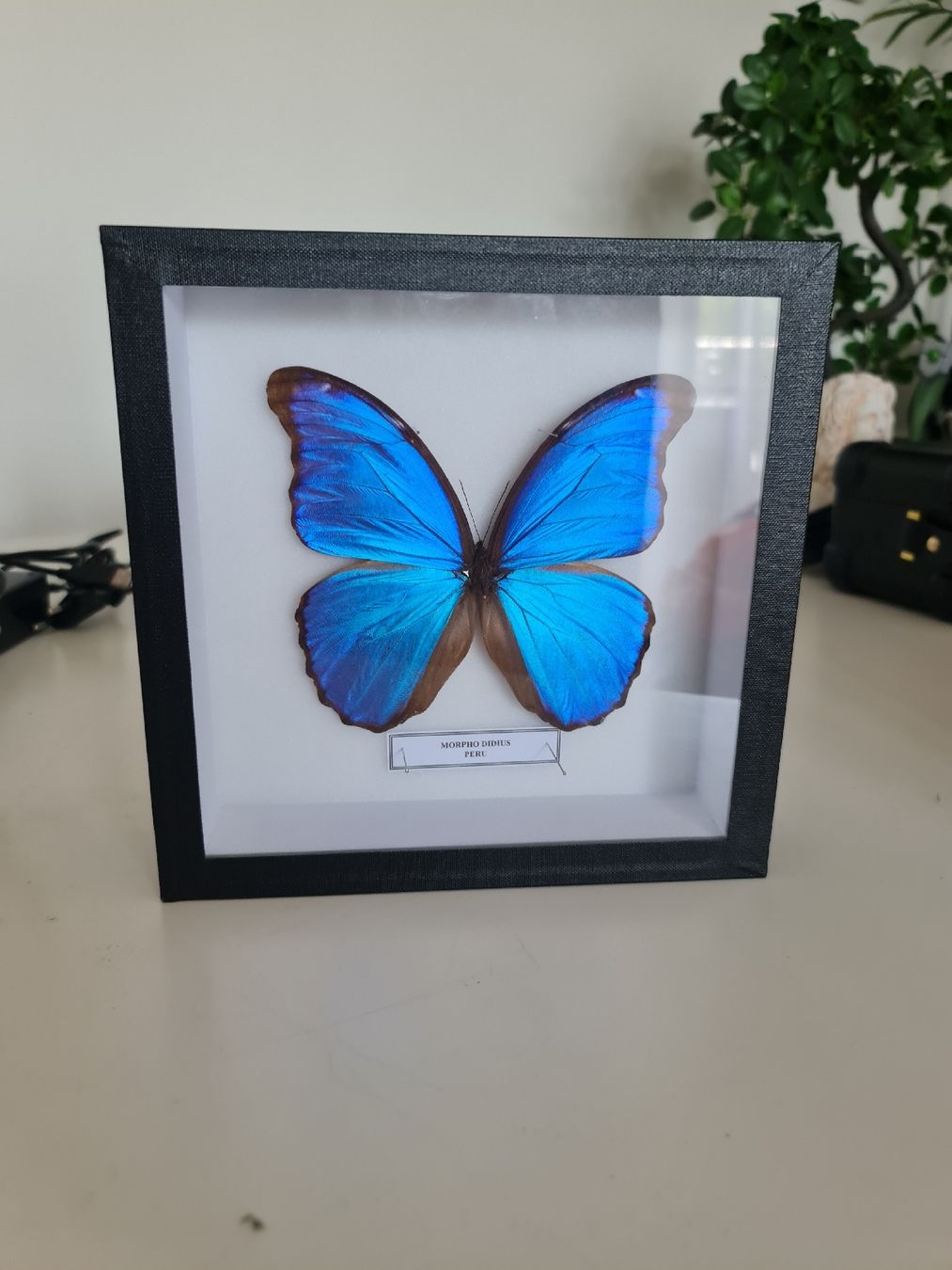 Tutte le decorazioni: Framed Morpho Butterfly Display 🦋 – Nuovo (secondo la descrizione) da Zürich venduto da MartiniusX
