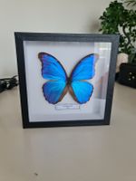 Framed Morpho Butterfly Display 🦋